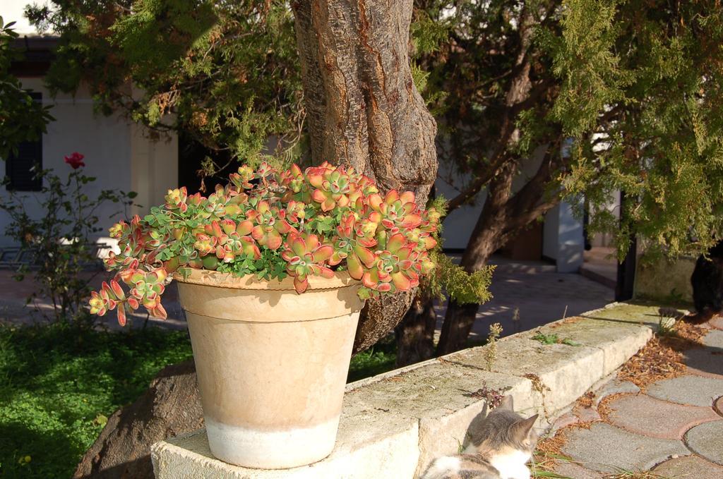 B&B Le Cicale Vieste Exterior photo